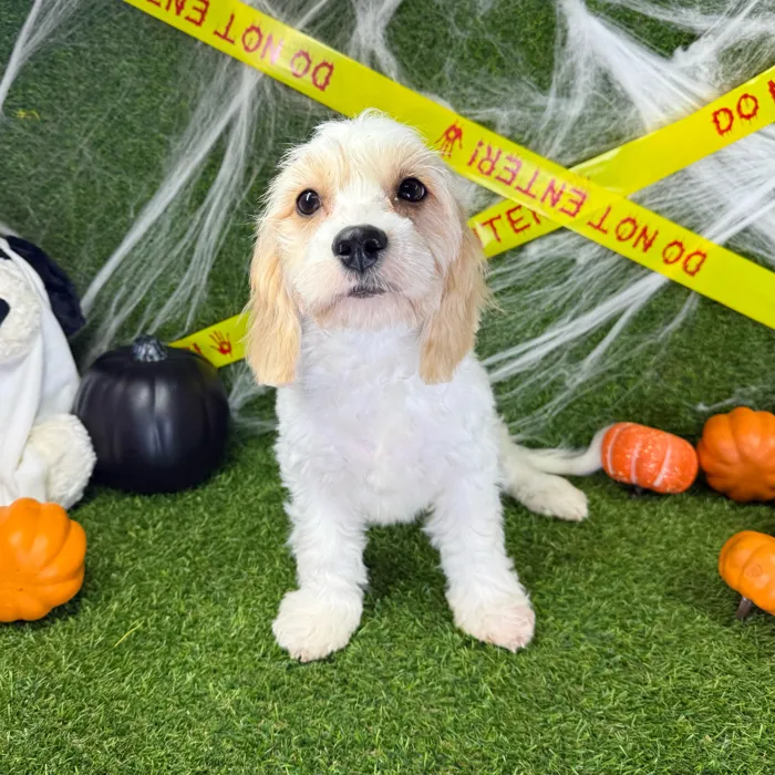 Female Cavachon puppy named Boba for sale at Puppy Dreams - Arlington.