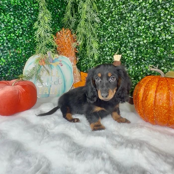 Male Dachshund puppy named Apple for sale at Puppy Dreams - Denton.