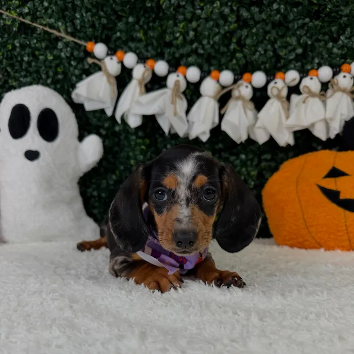 Female Dachshund puppy named Pudding for sale at Puppy Dreams - Garland.