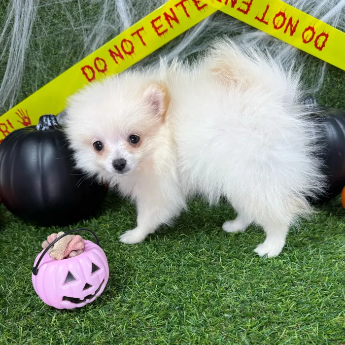 Male Pomeranian puppy named Dracula for sale at Puppy Dreams - Arlington.