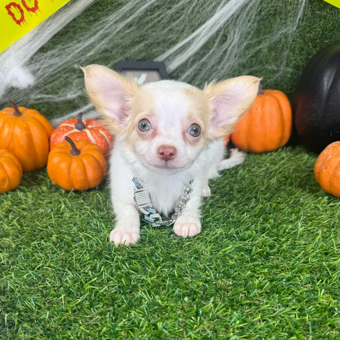 Male Chihuahua puppy named Alfie for sale at Puppy Dreams - Arlington.