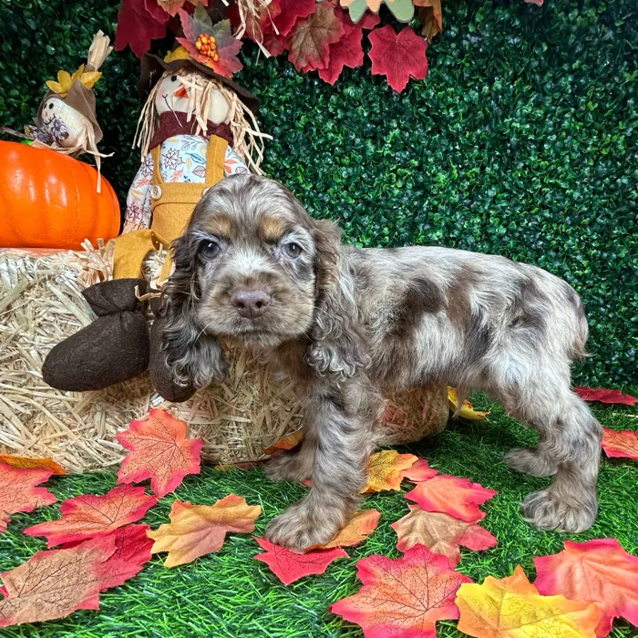 Male Cocker Spaniel puppy named Ruffles for sale at Puppy Dreams - Mansfield.