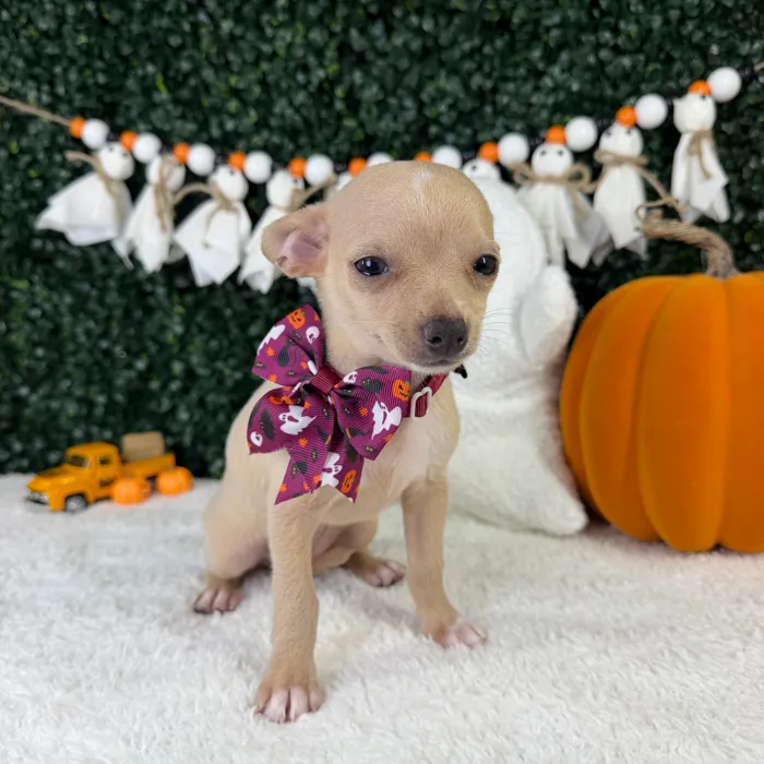 Female Chihuahua puppy named Tulip for sale at Puppy Dreams - Garland.