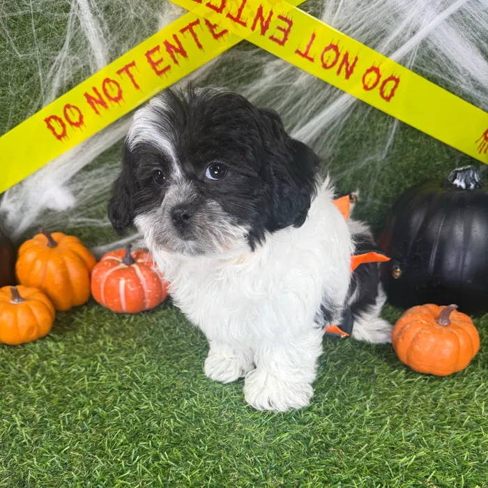 Female Teddy Bear puppy named Cookie for sale at Puppy Dreams - Arlington.