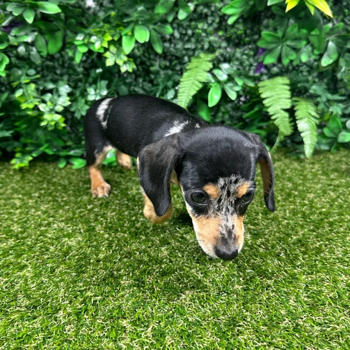 Female Dachshund puppy named Winnie for sale at Puppy Dreams - Parks Mall.