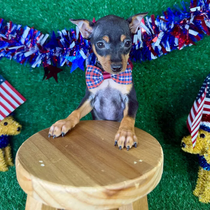Male Min Pin puppy named Taco for sale at Puppy Dreams - Garland.