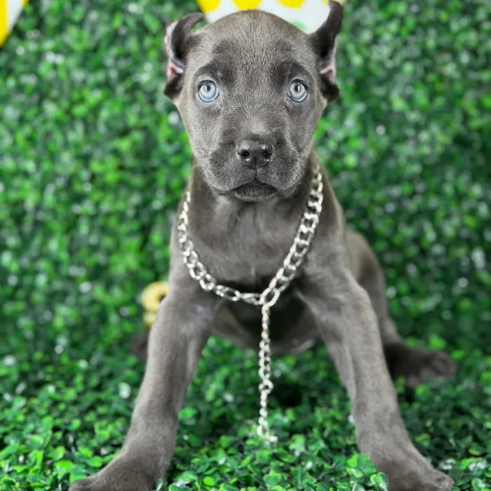 Female Cane Corso puppy named Lara for sale at Puppy Dreams - Arlington.