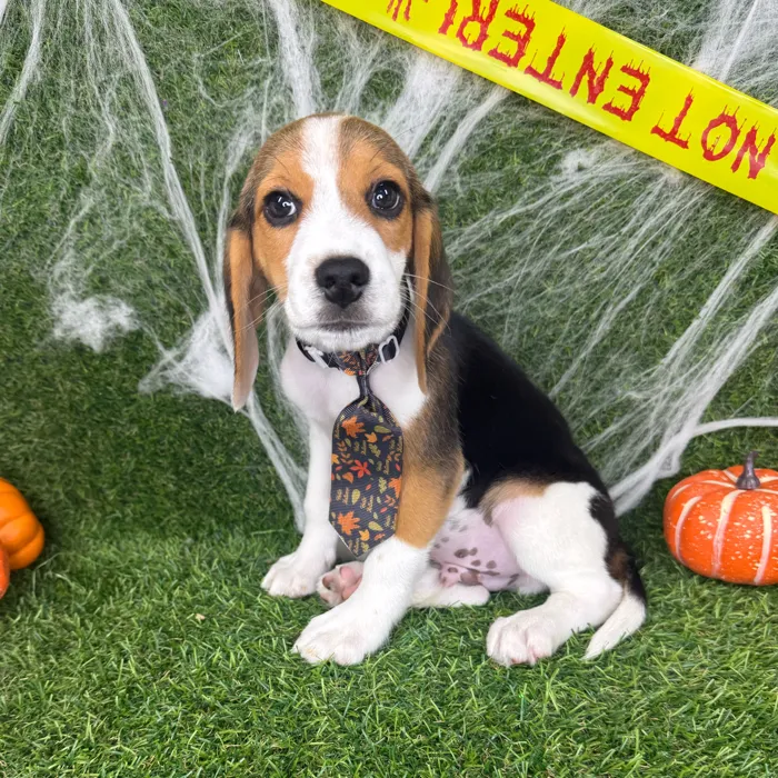Male Beagle puppy named River for sale at Puppy Dreams - Arlington.