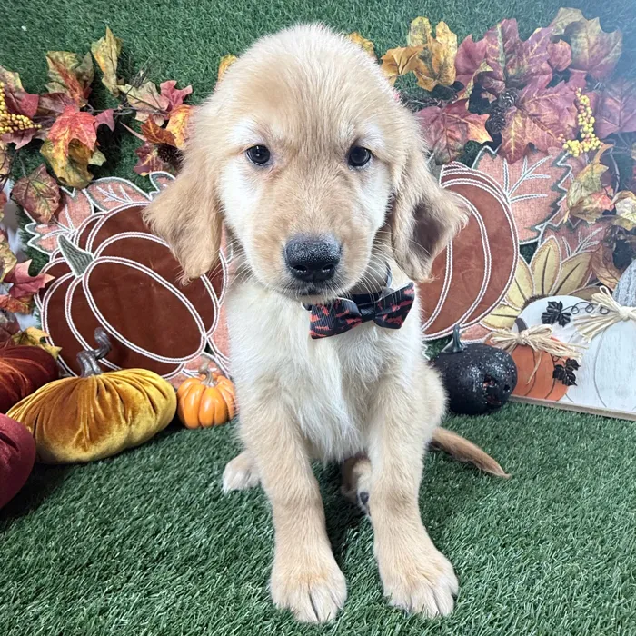 Female Golden Retriever puppy named Paisley for sale at Puppy Dreams - Carrollton.