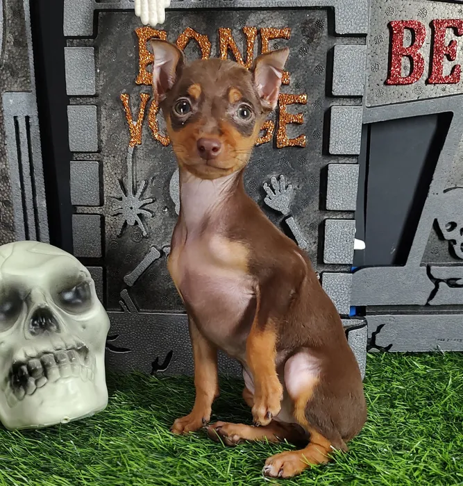 Female Min Pin puppy named *Valak* for sale at Puppy Dreams - Mansfield.