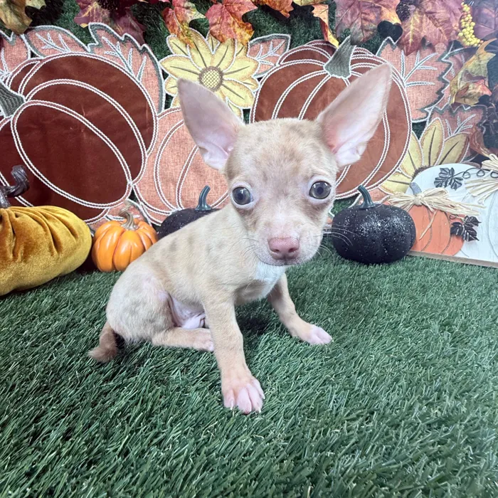 Male Chihuahua puppy named Tito for sale at Puppy Dreams - Carrollton.