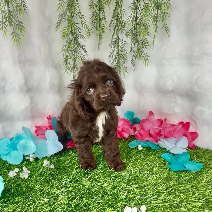 Male Cocker Spaniel puppy named Pudding for sale at Puppy Dreams - Denton.