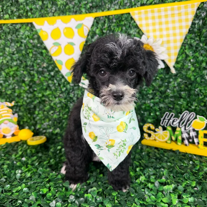 Male Poodle Toy puppy named Rex for sale at Puppy Dreams - North Richland Hills.
