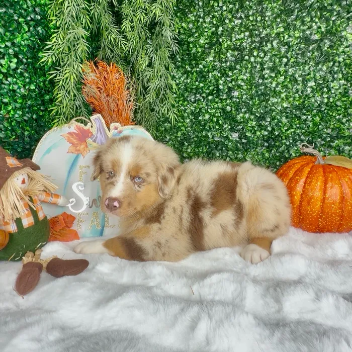 Male Mini Aussie puppy named Hunter for sale at Puppy Dreams - Denton.