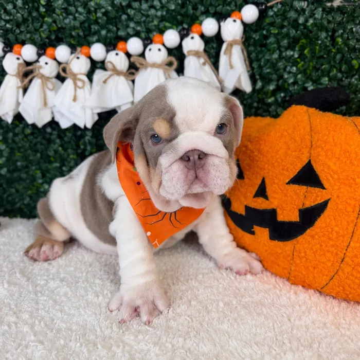 Male English Bulldog puppy named Meatball for sale at Puppy Dreams - Garland.