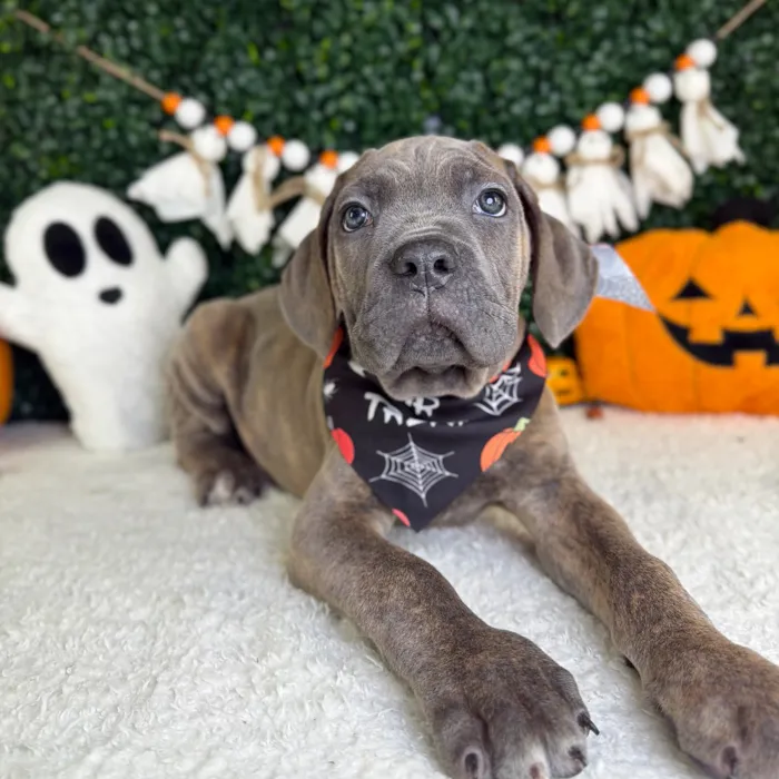 Male Cane Corso puppy named Dante for sale at Puppy Dreams - Garland.
