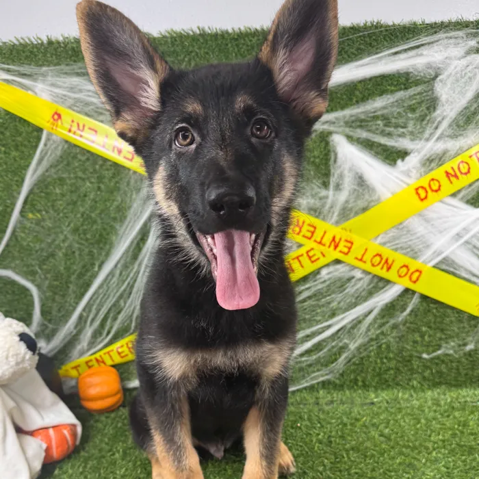 Male German Shepherd puppy named Rocky for sale at Puppy Dreams - Arlington.