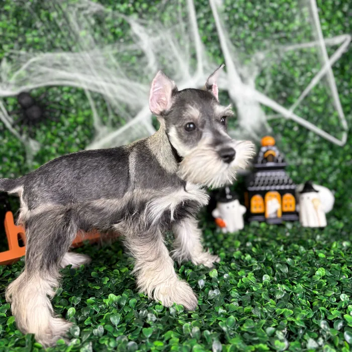 Male Mini Schnauzer puppy named King for sale at Puppy Dreams - North Richland Hills.