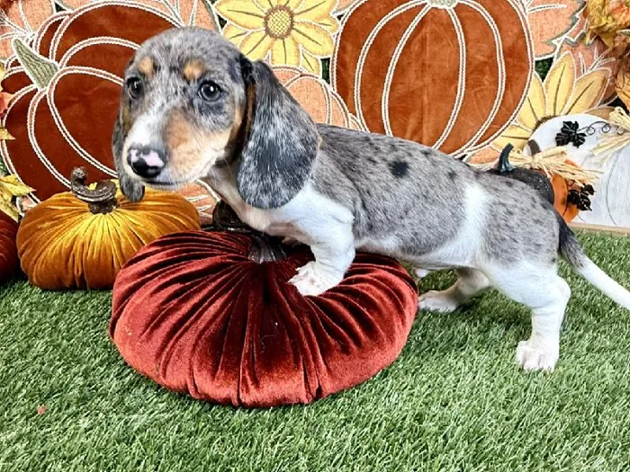 Male Dachshund puppy named Apollo for sale at Puppy Dreams - Carrollton.