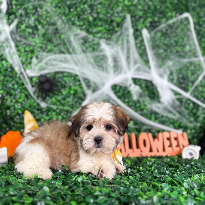 Male Havashu puppy named Tom for sale at Puppy Dreams - North Richland Hills.