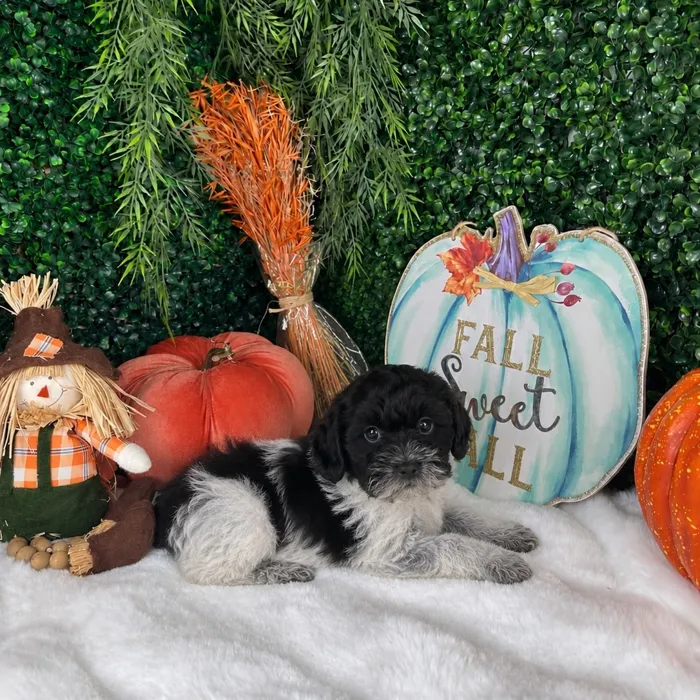 Female Cockapoo puppy named Bella for sale at Puppy Dreams - Denton.