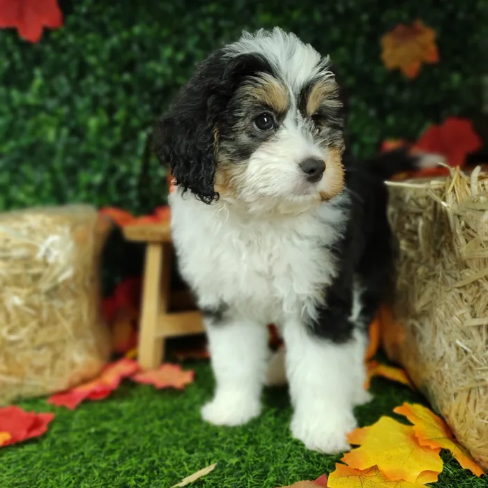 Female Bernedoodle puppy named *Lays* for sale at Puppy Dreams - Mansfield.