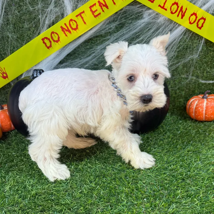 Male Mini Schnauzer puppy named Chief for sale at Puppy Dreams - Arlington.