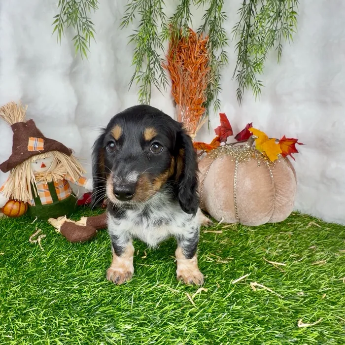 Female Dachshund puppy named Vanessa for sale at Puppy Dreams - Denton.