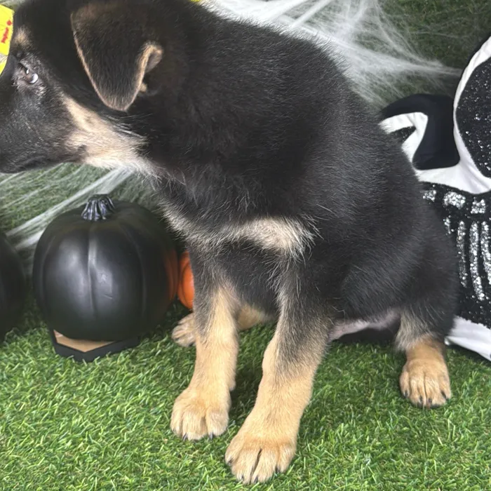 Male German Shepherd puppy named Rocky for sale at Puppy Dreams - Arlington.