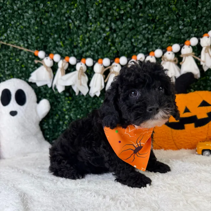 Male Poodle Toy puppy named Bonbon for sale at Puppy Dreams - Garland.