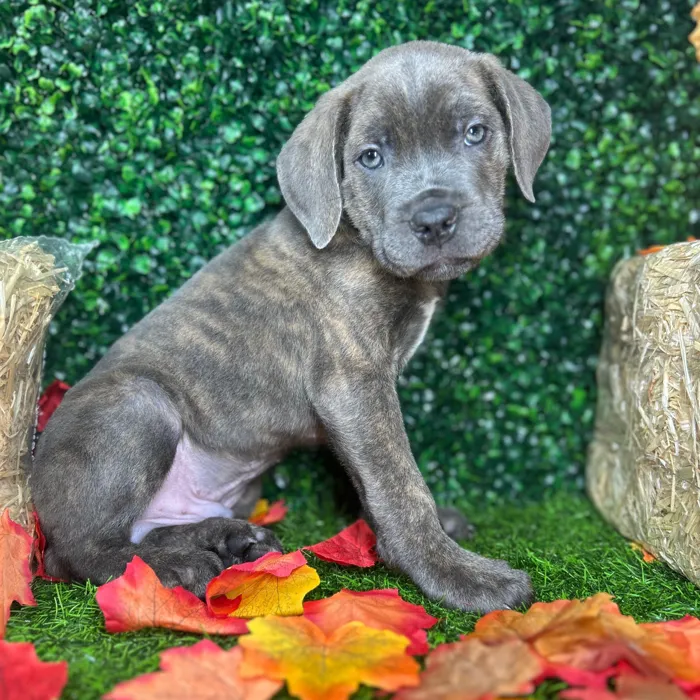 Male Cane Corso puppy named Zapps for sale at Puppy Dreams - Mansfield.