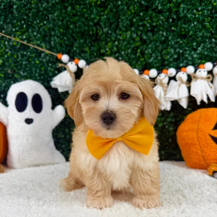 Male Maltipoo puppy named Tiny for sale at Puppy Dreams - Garland.