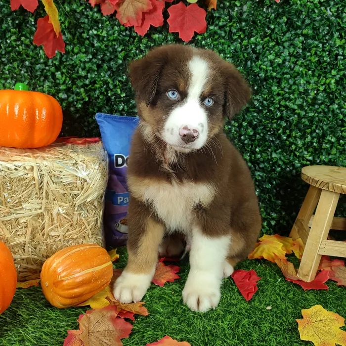 Male Australian Shepherd puppy named *Cheetos* for sale at Puppy Dreams - Mansfield.