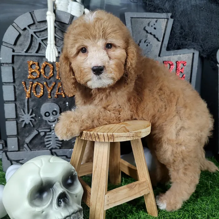 Male Mini Goldendoodle puppy named Shaggy for sale at Puppy Dreams - Mansfield.