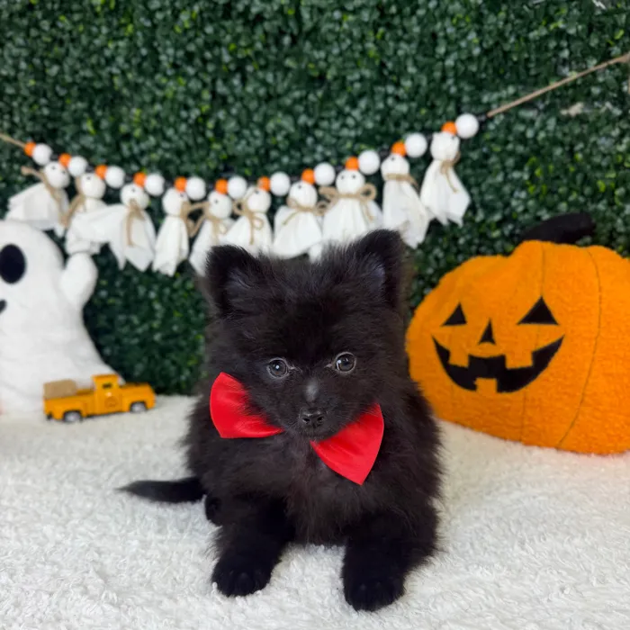 Male Pomeranian puppy named Midnight for sale at Puppy Dreams - Garland.
