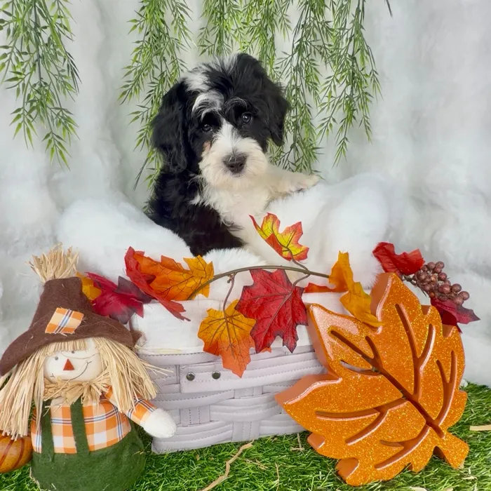 Female Bernedoodle puppy named Snooki for sale at Puppy Dreams - Denton.