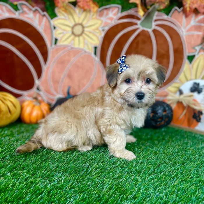 Female Maltipoo puppy named Sophie for sale at Puppy Dreams - Carrollton.