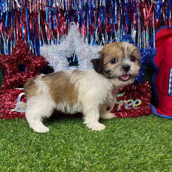 Female Teddy Bear puppy named Mochi for sale at Puppy Dreams - Arlington.