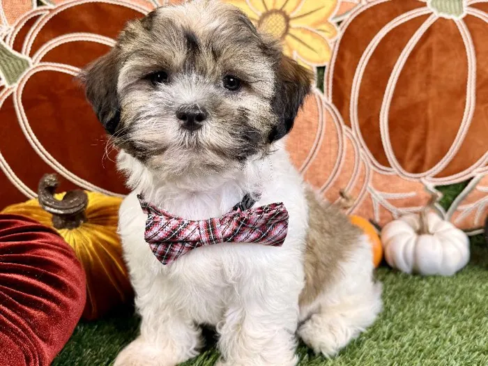 Male Teddy Bear puppy named Ranger for sale at Puppy Dreams - Carrollton.