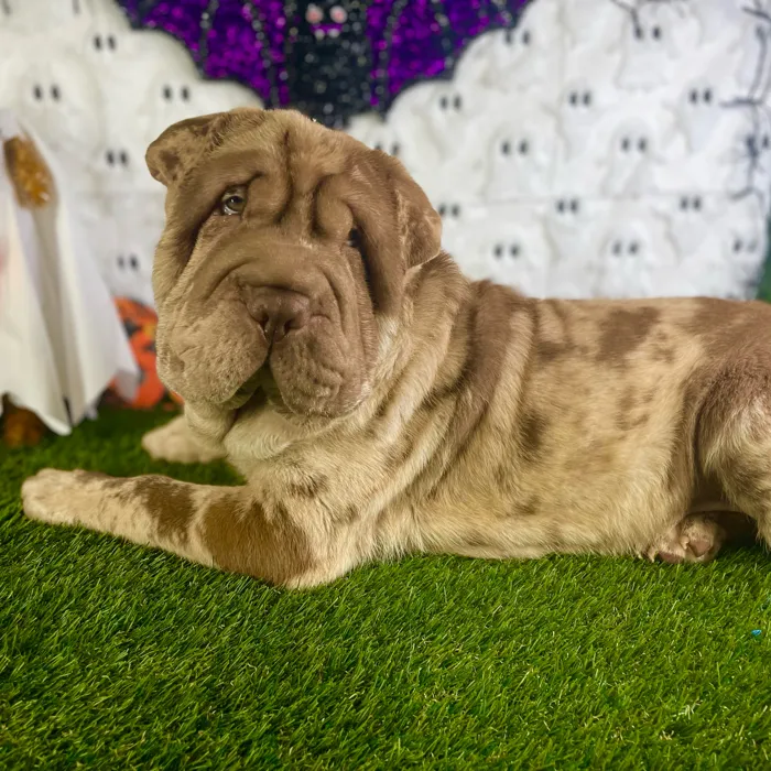 Female Shar Pei puppy named Duchess for sale at Puppy Dreams - Carrollton.