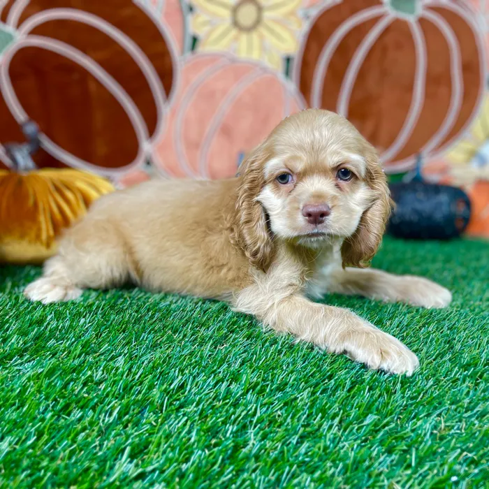 Male Cocker Spaniel puppy named Raiden for sale at Puppy Dreams - Carrollton.