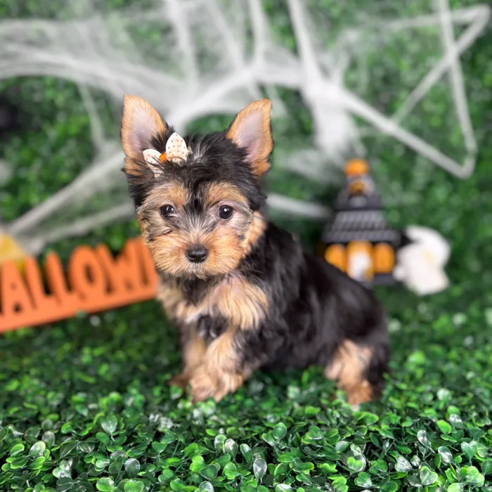 Female Yorkie puppy named Honey for sale at Puppy Dreams - North Richland Hills.