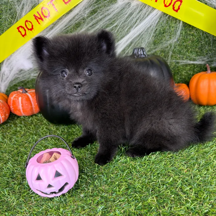 Male Pomchi puppy named Oscar for sale at Puppy Dreams - Arlington.