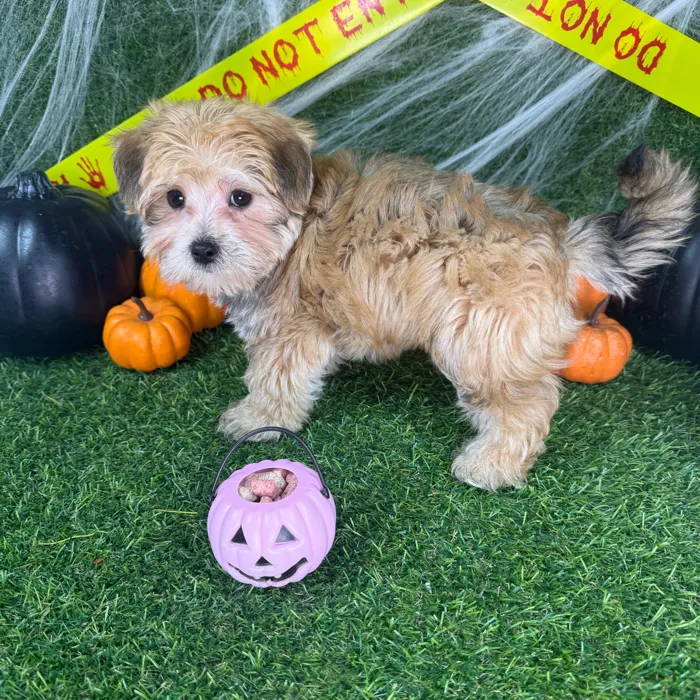 Male Morkie puppy named Benny for sale at Puppy Dreams - Arlington.