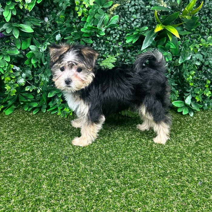 Female Morkie puppy named Margot for sale at Puppy Dreams - Parks Mall.