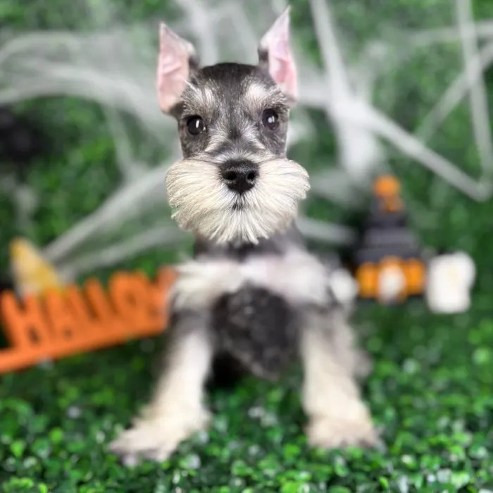 Male Mini Schnauzer puppy named King for sale at Puppy Dreams - North Richland Hills.