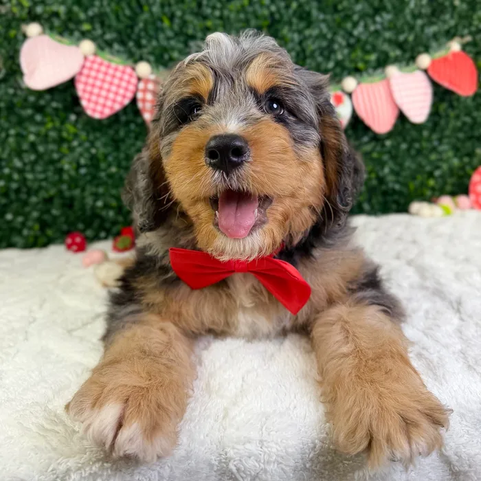 Male Bernedoodle puppy named Ace for sale at Puppy Dreams - Garland.