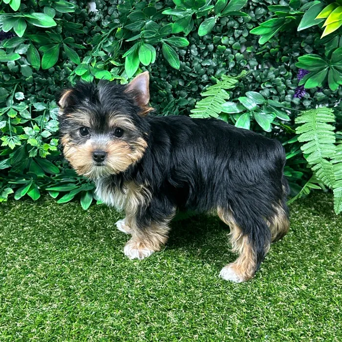 Female Yorkie puppy named Spice for sale at Puppy Dreams - Parks Mall.