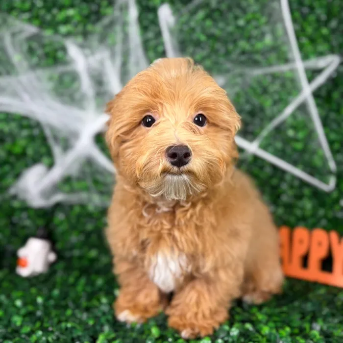 Male Maltipoo puppy named Enzo for sale at Puppy Dreams - North Richland Hills.