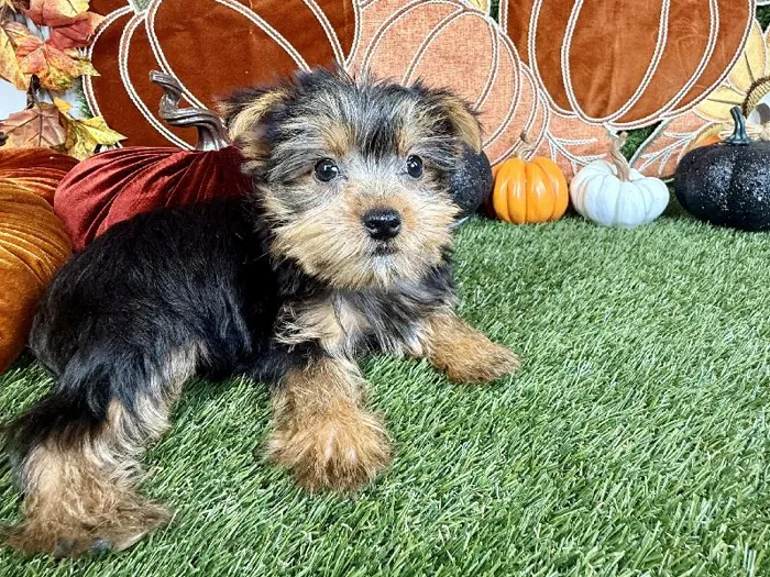 Female Yorkie puppy named Mocha for sale at Puppy Dreams - Carrollton.